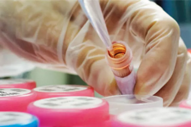 Laboratory work. Photo.